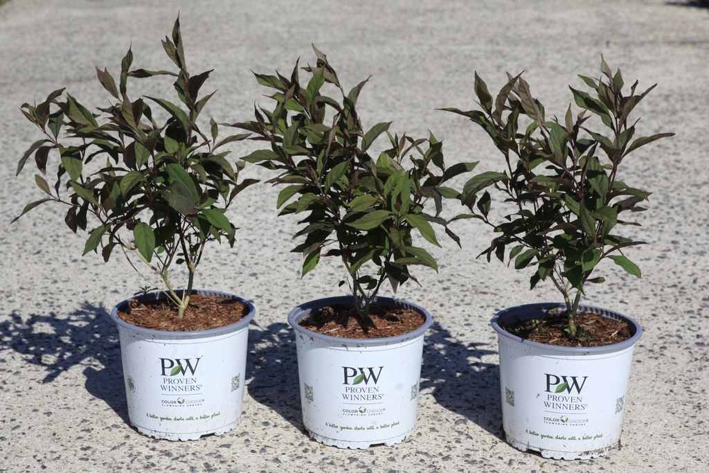 [P] Callicarpa Proven Winners® PEARL GLAM (PBR) cont. 3L Proven Winners® 30-40 cm +p