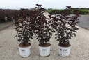 Physocarpus opulifolius Proven Winners® SUMMER WINE BLACK cont. 3L Proven Winners®