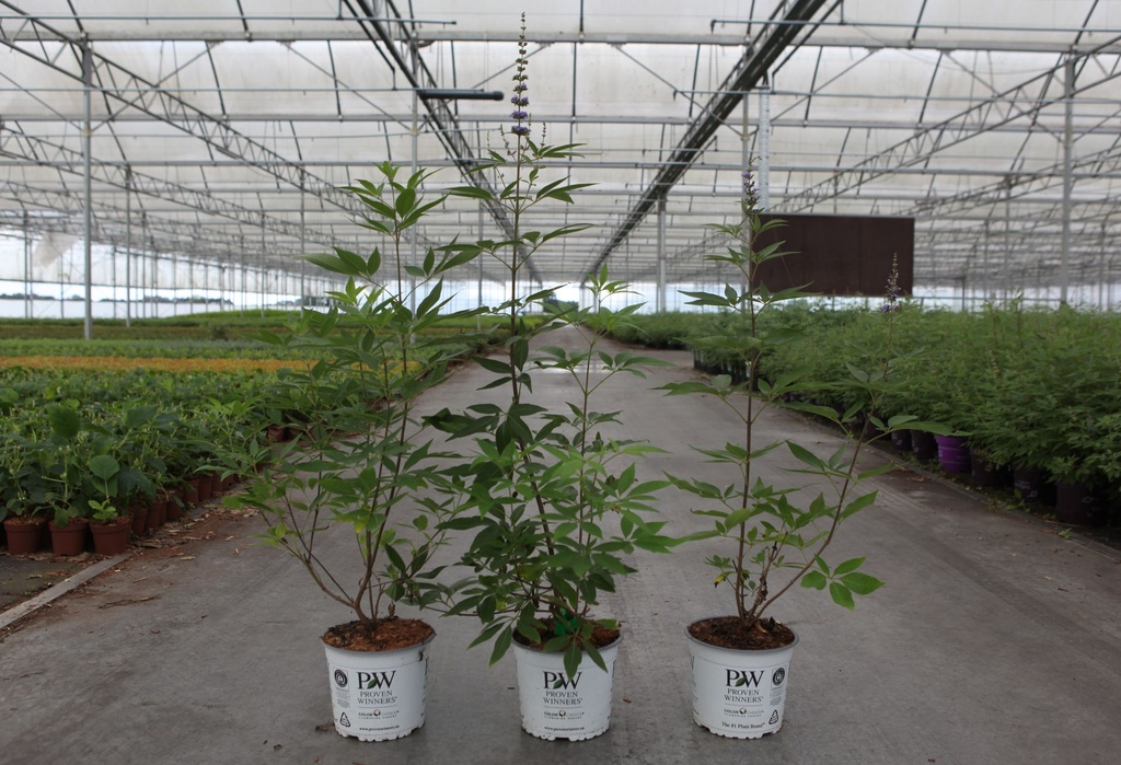 [P] Vitex agnus-castus Proven Winners® BLUE DIDDLEY (PBR) cont. 3L déco 30-40 cm +p