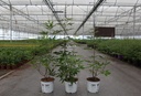 Vitex agnus-castus Proven Winners® BLUE DIDDLEY (PBR) cont. 3L deco 30-40 cm +p