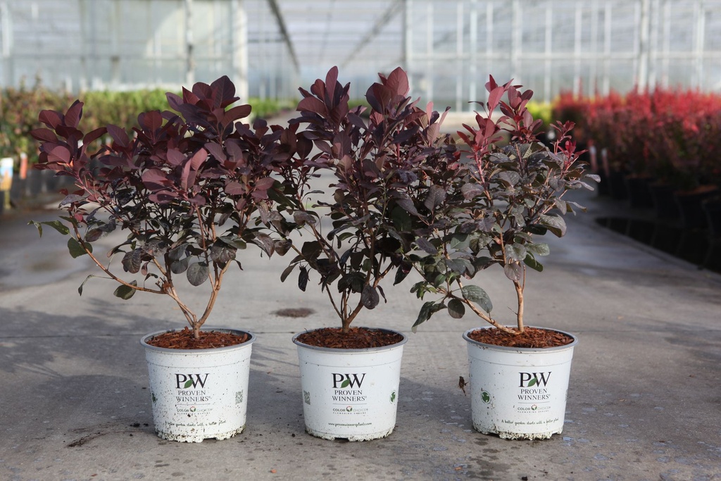 Cotinus coggygria Proven Winners® WINECRAFT BLACK (PBR) cont. 3L Proven Winners® +p