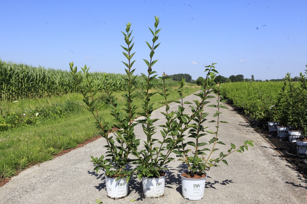 [P] Forsythia koreana Proven Winners® FLYING MACHINE cont. 3L deko +B