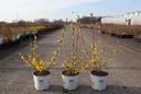 Forsythia koreana Proven Winners® FLYING MACHINE cont. 3L Proven Winners® +p