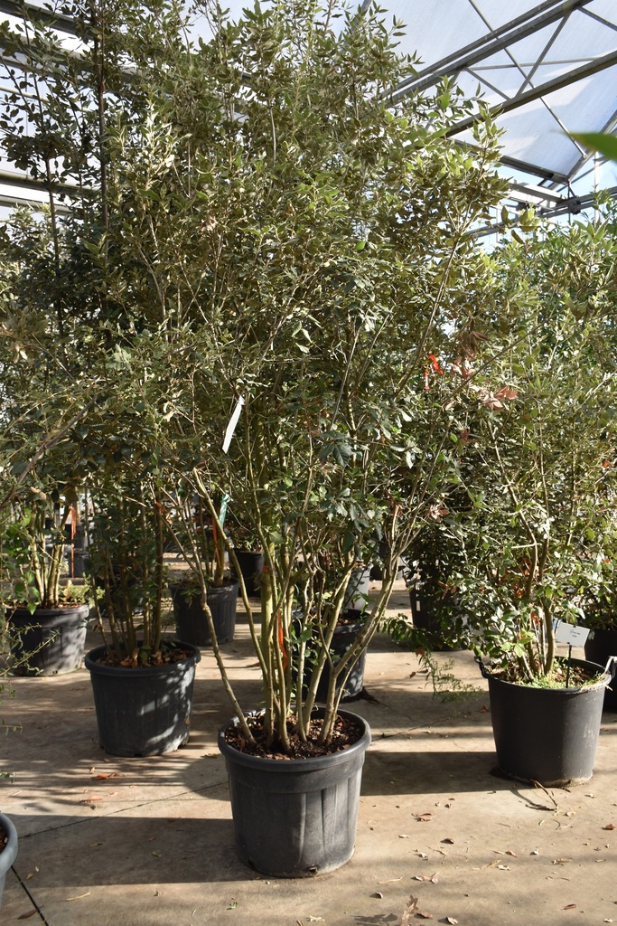 [P] Quercus ilex cont. 90L 250-300 cm многоствольный
