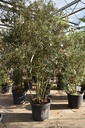 Quercus ilex kont. 90L 250-300 cm flerstammet