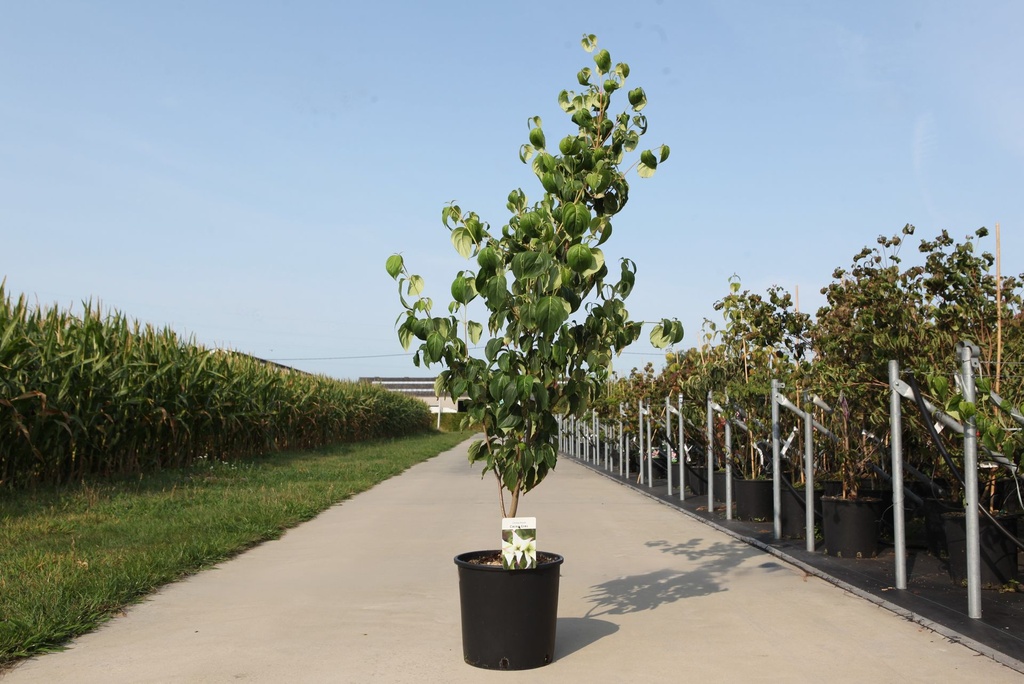 [P] Cornus kousa 'China Girl' cont. 18L 125/+ cm +p