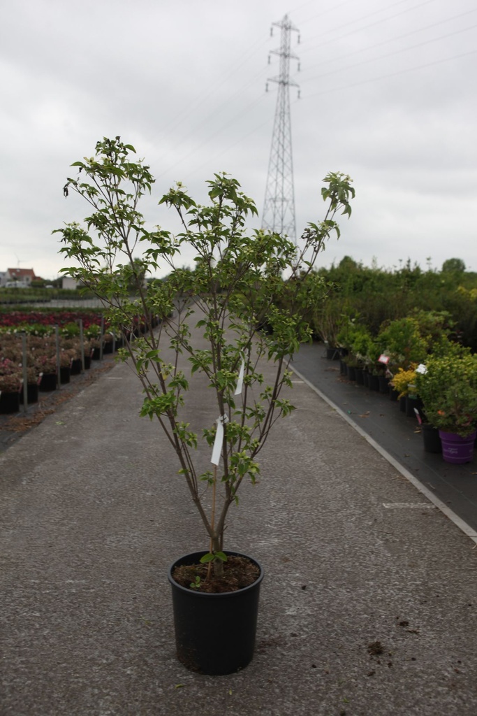 [P] Cornus kousa 'Milky Way' cont. 18L 150/+ cm +ф
