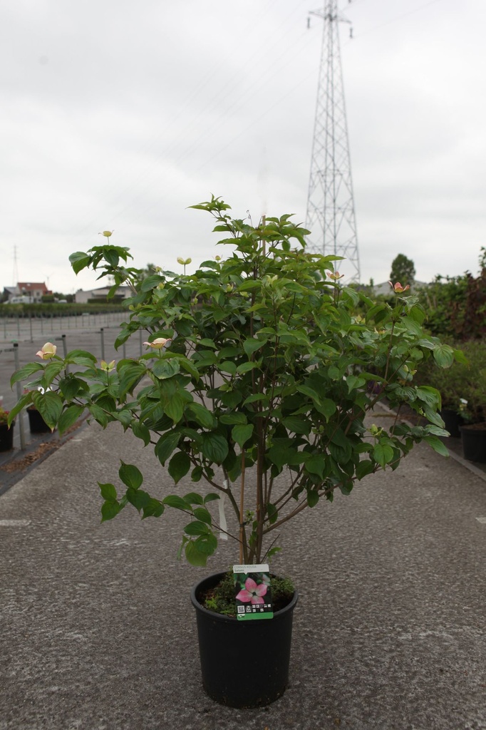 [P] Cornus kousa 'Satomi' cont. 15L 100-125 cm +p