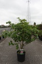 Cornus kousa 'Satomi' cont. 15L 100-125 cm +p