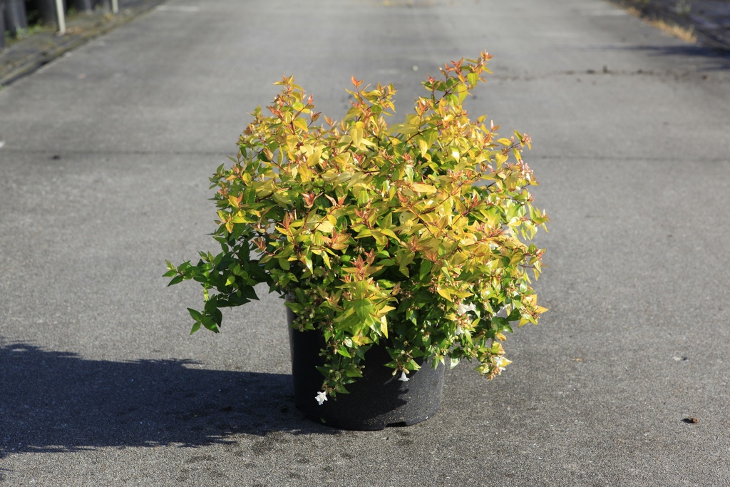 [P] Abelia grandiflora 'Francis Mason' cont. 10L 40-50 cm +ф