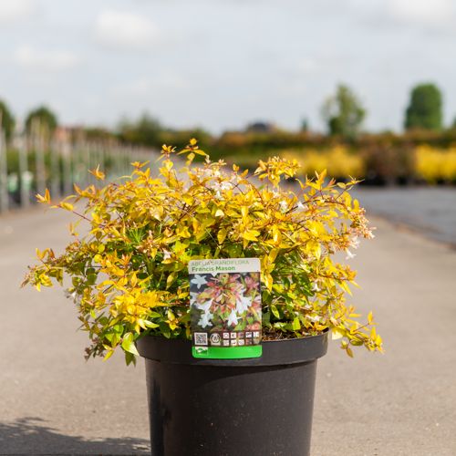 [P] Abelia grandiflora 'Francis Mason' cont. 10L 40-50 cm +B