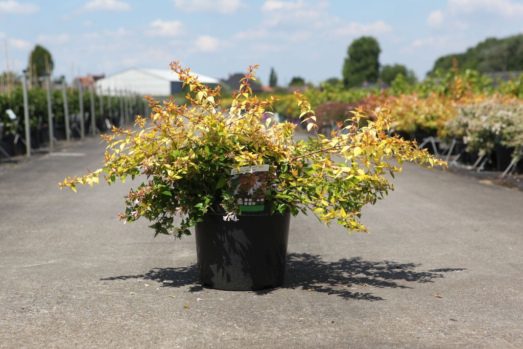 Abelia grandiflora 'Francis Mason' cont. 10L 40-50 cm +p