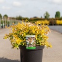 Abelia grandiflora 'Francis Mason' cont. 10L 40-50 cm +ф