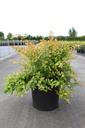 Abelia grandiflora 'Francis Mason' cont. 10L 40-50 cm +f