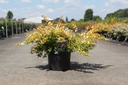 Abelia grandiflora 'Francis Mason' cont. 10L 40-50 cm +p