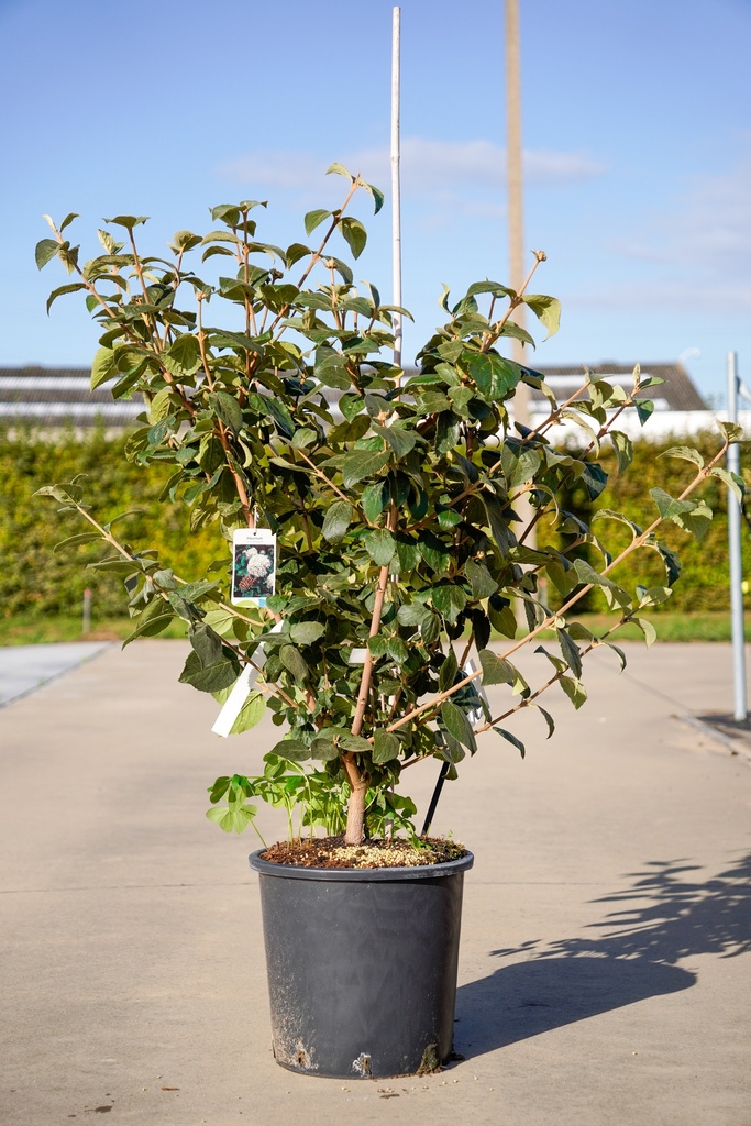 Viburnum carlcephalum Kont. 18L 100/+ cm