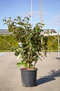 Viburnum carlcephalum cont. 18L 100/+ cm