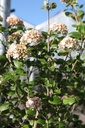Viburnum carlcephalum cont. 18L 100/+ cm