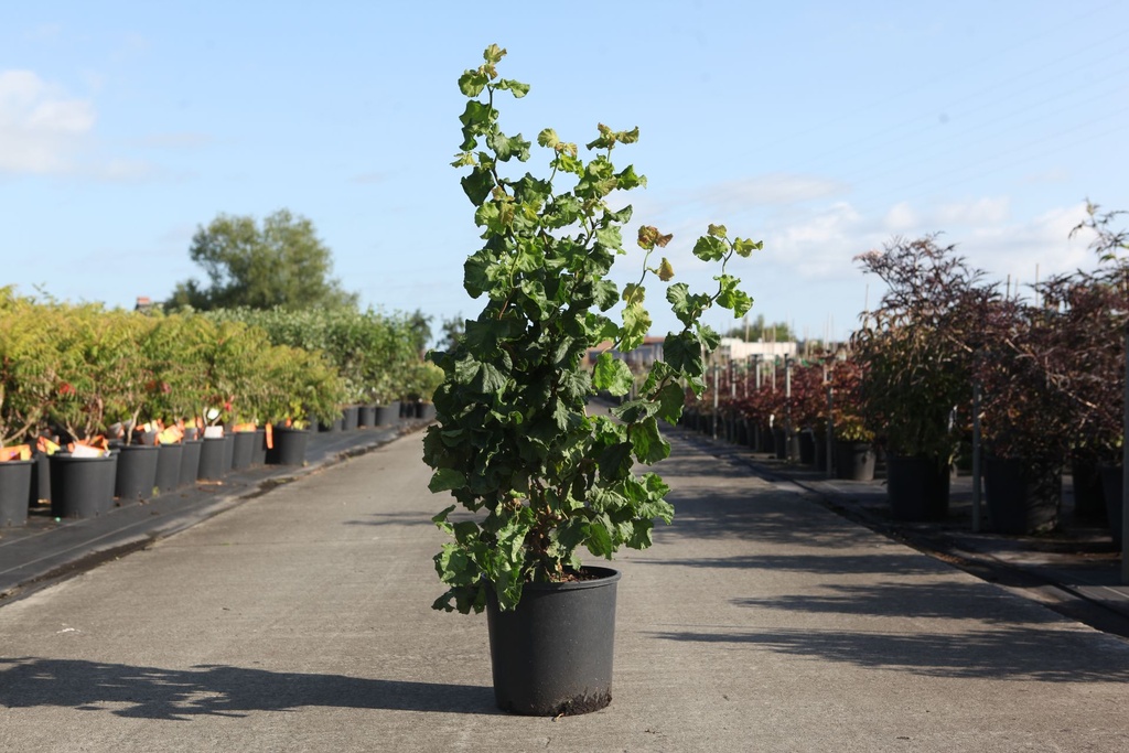 [P] Corylus avellana MEDUSA (PBR) cont. 12L 80-100 cm +B
