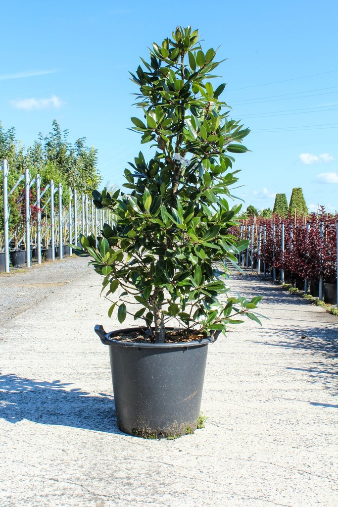 [P] Ilex altaclerensis 'Camelliifolia' cont. 30L 125-150 cm