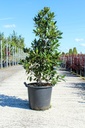 Ilex altaclerensis 'Camelliifolia' cont. 30L 125-150 cm