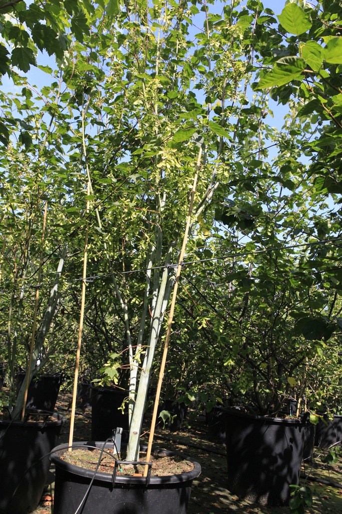 [P] Acer davidii VIPER® cont. 70L 250-275 cm