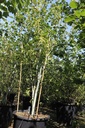 Acer davidii VIPER® cont. 70L 250-275 cm