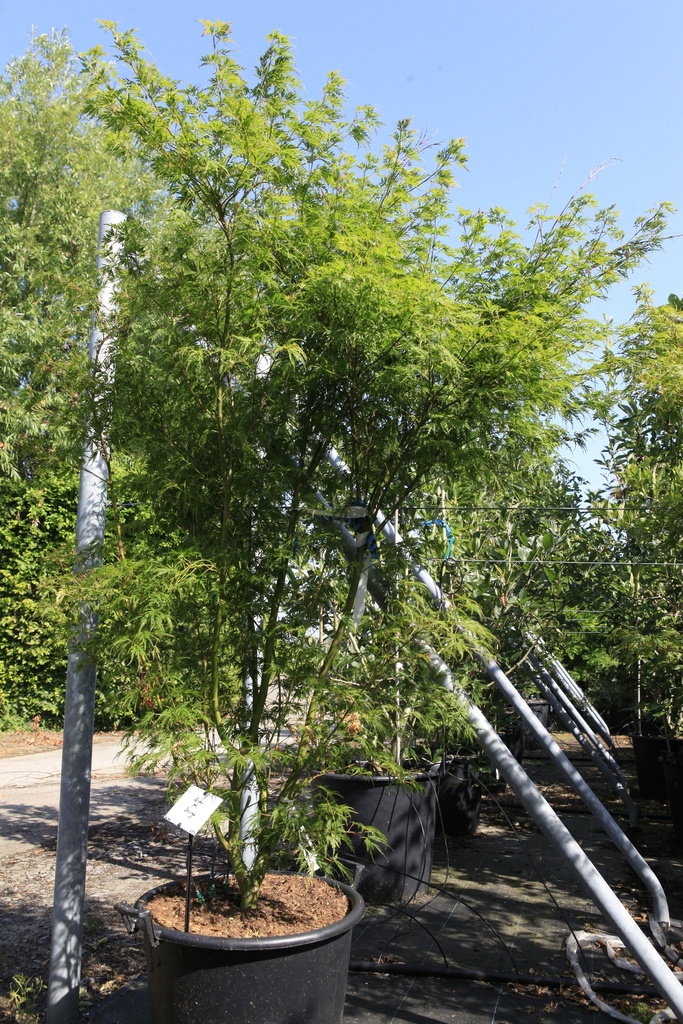 Acer palmatum 'Seiryu' cont. 50L 150/+ cm