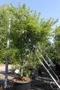 Acer palmatum 'Seiryu' cont. 50L 150/+ cm