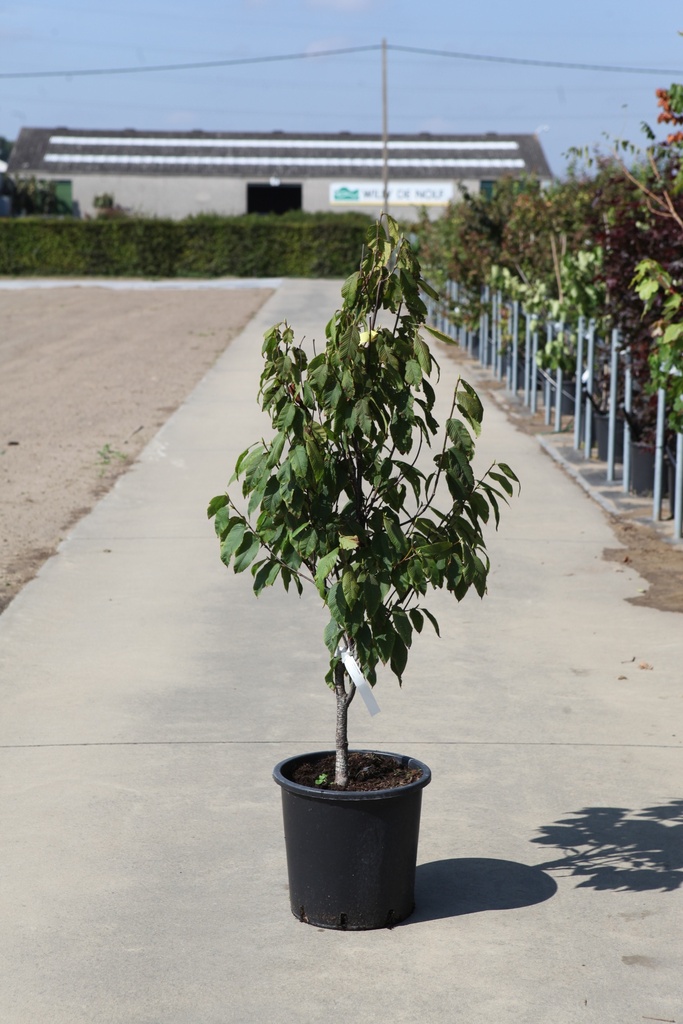 [P] Carpinus fangiana cont. 25L 125-150 cm
