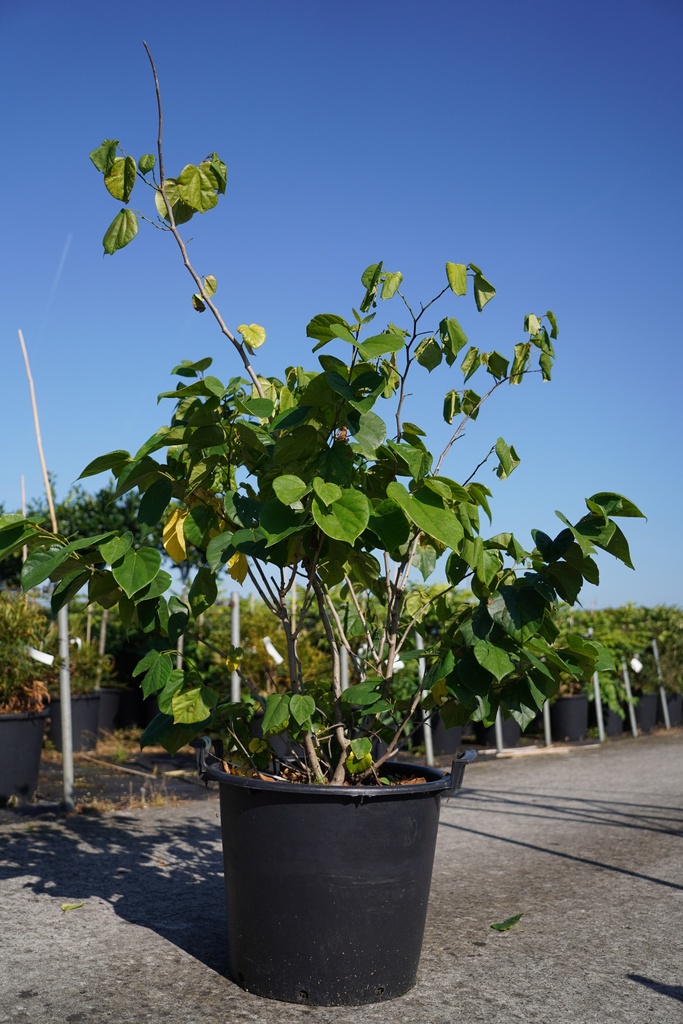 [P] Cercis chinensis 'Avondale' cont. 30L 125/+ cm