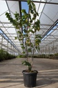 Cercis chinensis 'Avondale' cont. 30L 125/+ cm