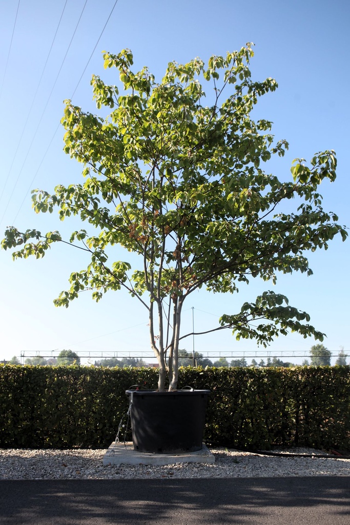 [P] Cornus controversa cont. 230L 300-350 cm multi-troncs