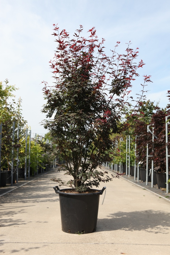 [P] Acer palmatum 'Twombly's Red Sentinel' cont. 30L 150/+ cm