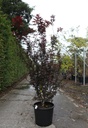 Acer palmatum 'Twombly's Red Sentinel' cont. 30L 150/+ cm