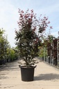 Acer palmatum 'Twombly's Red Sentinel' cont. 30L 150/+ cm