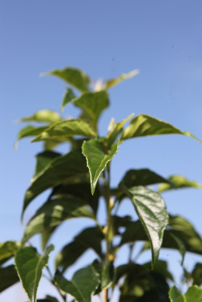 [P] Styrax japonicus 'Snowcone' vaso 70L 200-250 cm
