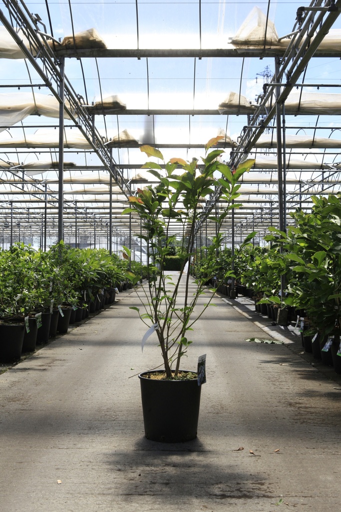 [P] Magnolia 'Wada's Memory' cont. 18L 80-100 cm +ф