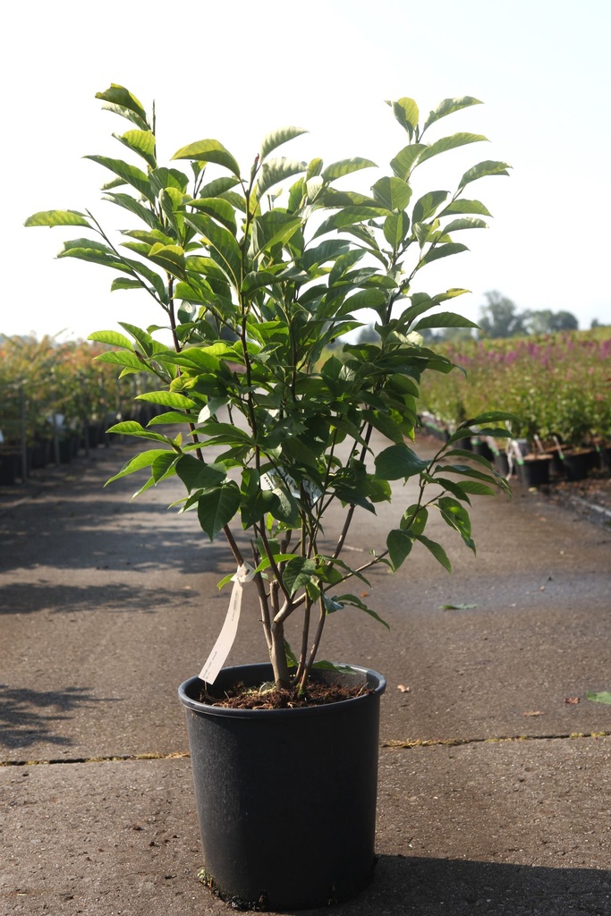 Magnolia 'Wada's Memory' cont. 18L 80-100 cm +p