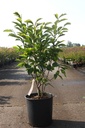 Magnolia 'Wada's Memory' cont. 18L 80-100 cm +B