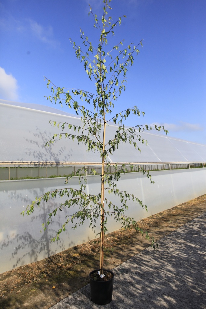 Betula pendula 'Crispa' cont. 18L 200-250 cm feathered