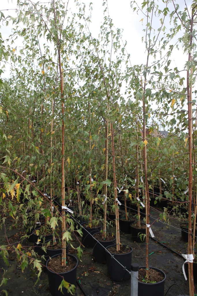 [P] Betula pendula 'Crispa' cont. 18L 200-250 cm junger Baum