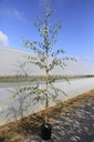 Betula pendula 'Crispa' cont. 18L 200-250 cm feathered