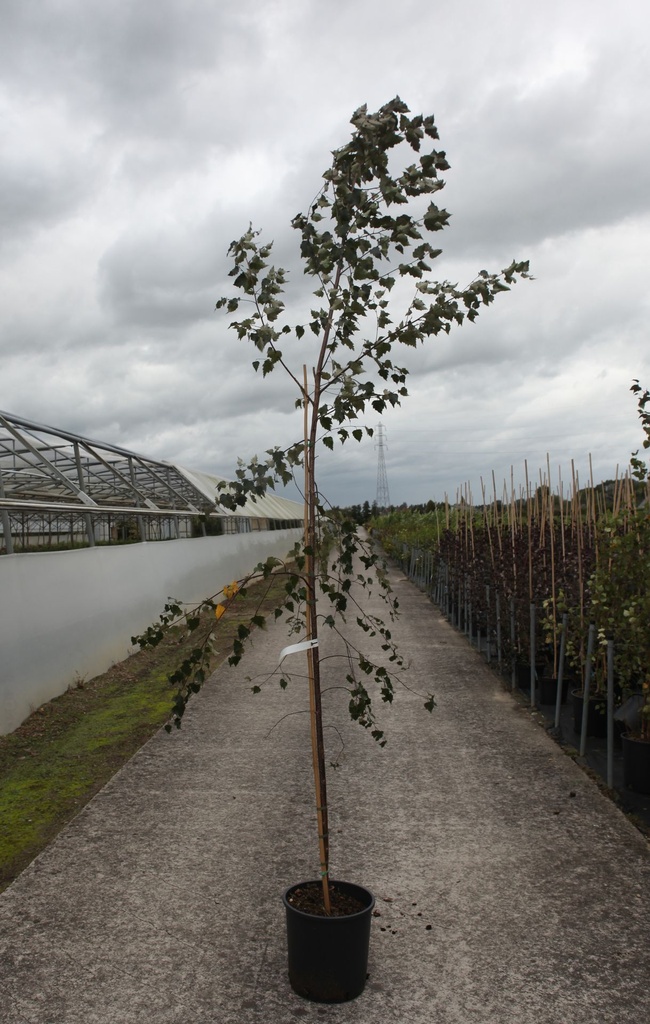 [P] Betula pendula 'Purpurea' cont. 18L 200-250 cm feathered
