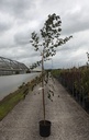 Betula pendula 'Purpurea' cont. 18L 200-250 cm feathered