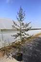 Betula pendula 'Purpurea' cont. 18L 200-250 cm junger Baum