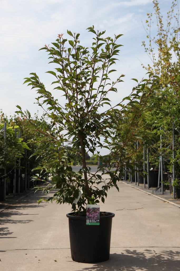 [P] Prunus 'Okame' cont. 25L 150-175 cm