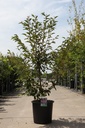Prunus 'Okame' Kont. 25L 150-175 cm