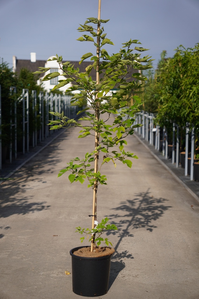 [P] Broussonetia papyrifera cont. 15L 80-100 cm