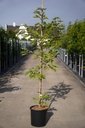 Broussonetia papyrifera cont. 15L 80-100 cm